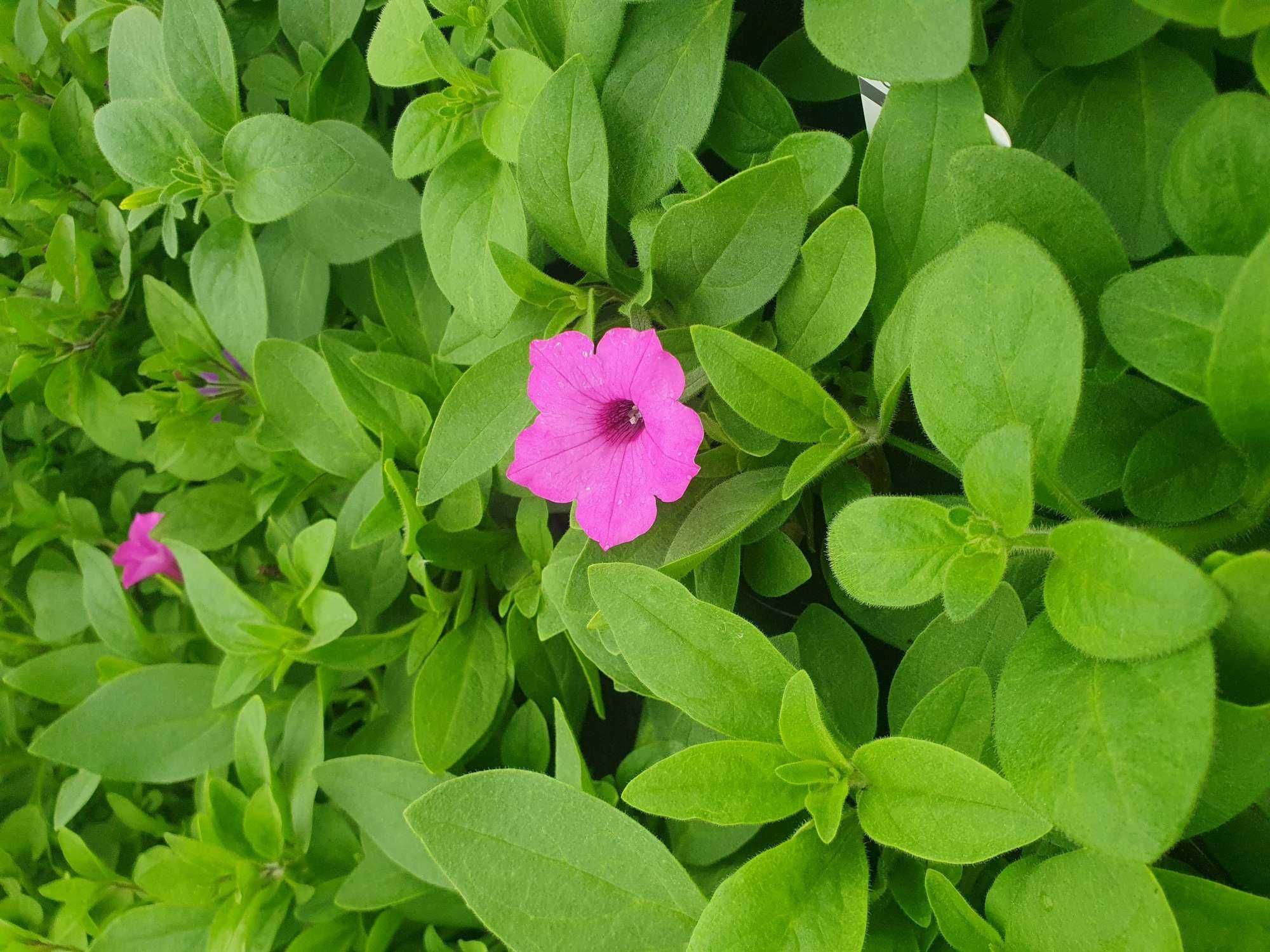 Supertunia Vista - sadzonka, wysyłka