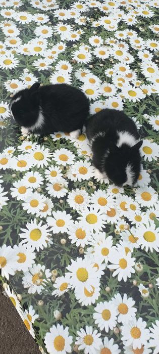 Sprzedam kroliki karzelki tedy,miniaturki