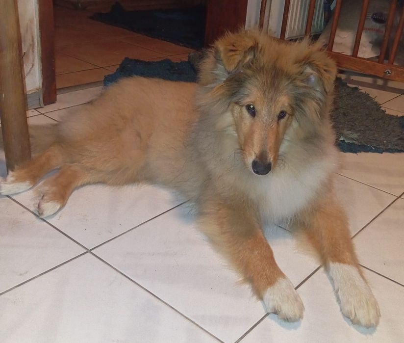 Owczarek szkocki collie