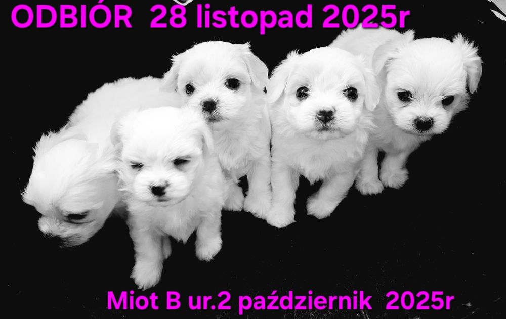Malutkie mini maltanczyki  odbiór 28 listopad 2025r drugi miot