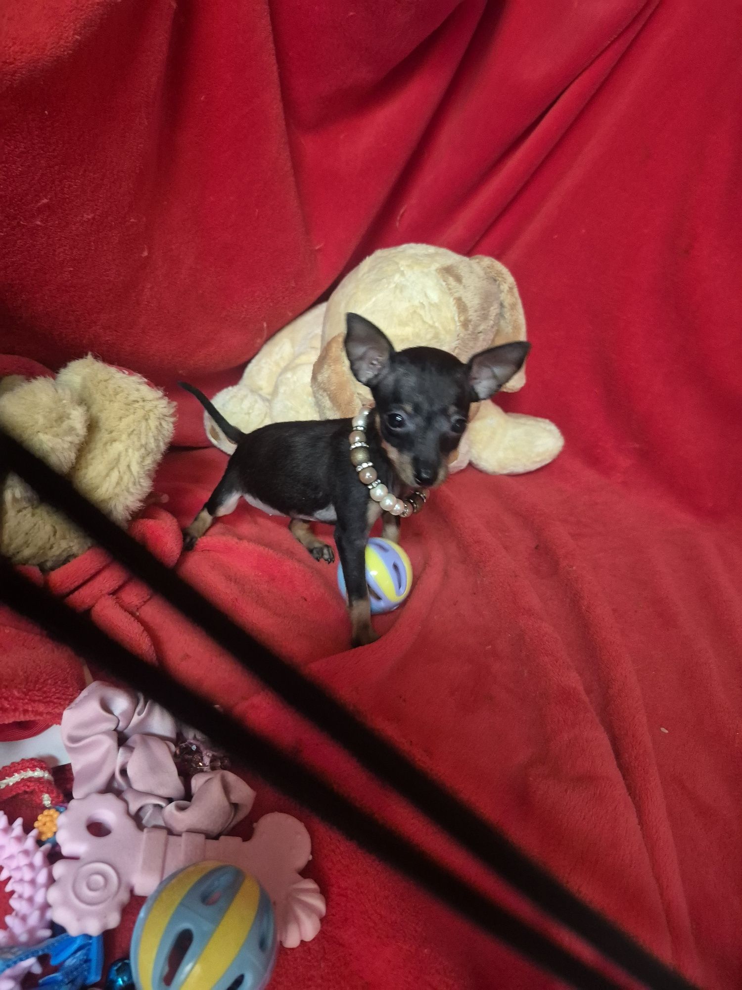 Pinscher Fêmea Micro Criadora Registada PT3088 FL