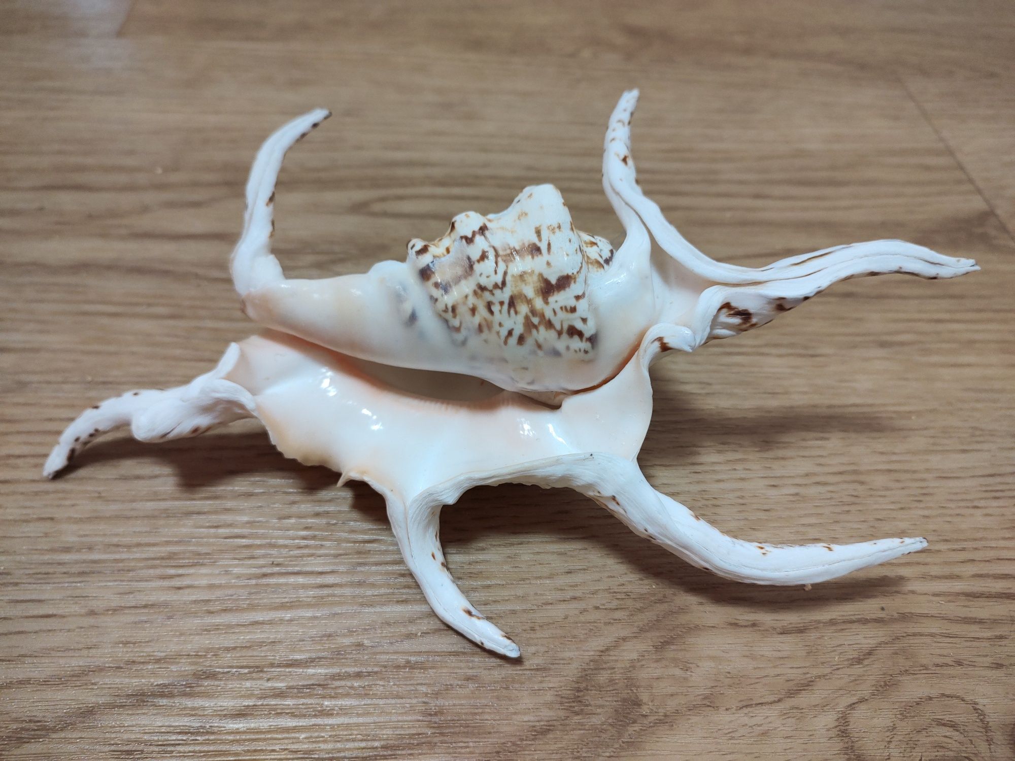 Ракушка большая из южных морей