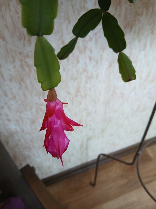 Продам интерьерные комнатные растения:папоротник, зигокактус.