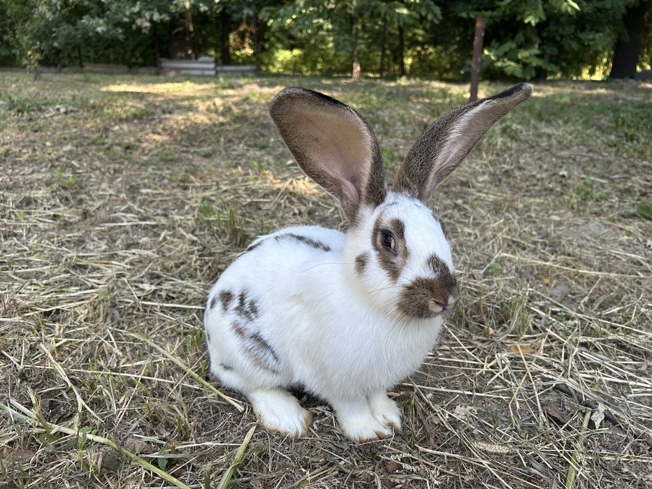 Кролики породисті