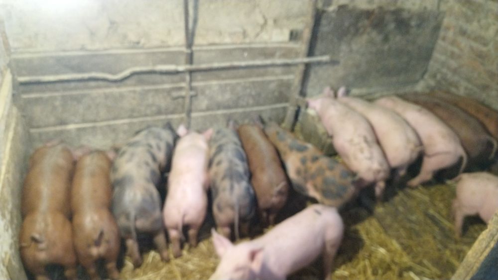 Продам домашніх поросят