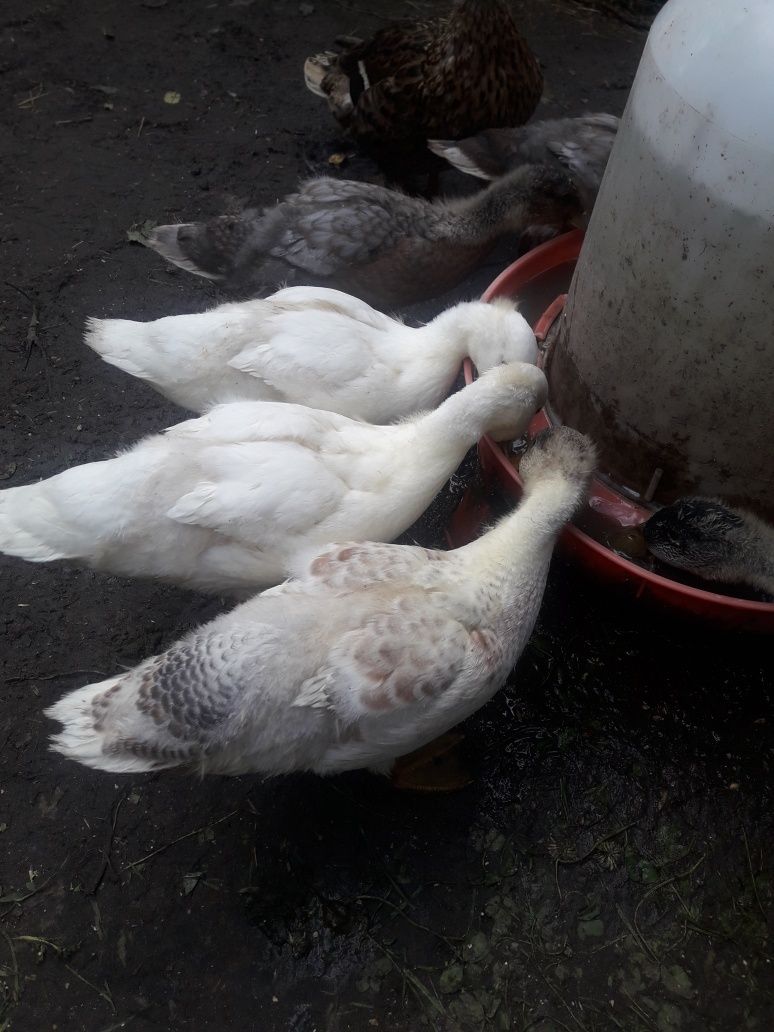 Kaczki Call duck