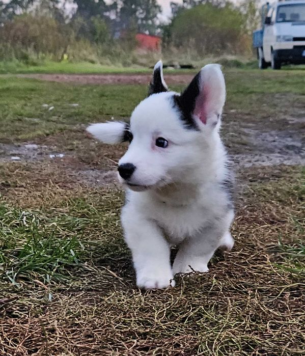 Welsh Corgi Cardigan