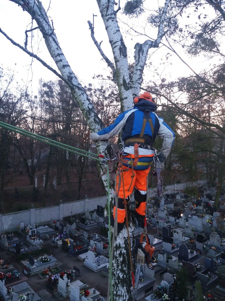 Wycinka drzew metoda alpinistyczna arborystyczną