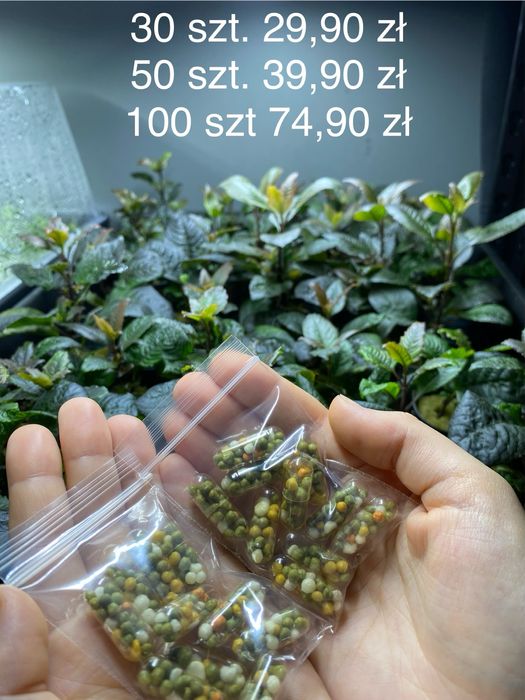 Kapsułki nawozowe do akwarium 50 sztuk