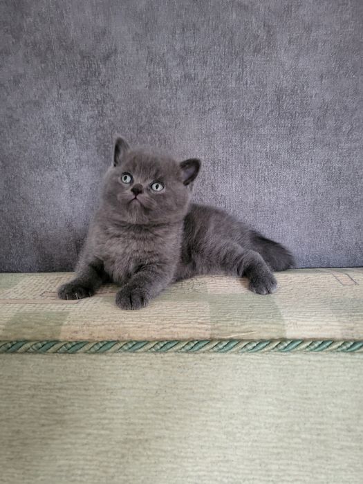 Шотландський хлопчик