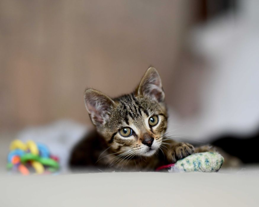 Kopciuszek szuka domu! Fundacja "Stawiamy na Łapy"