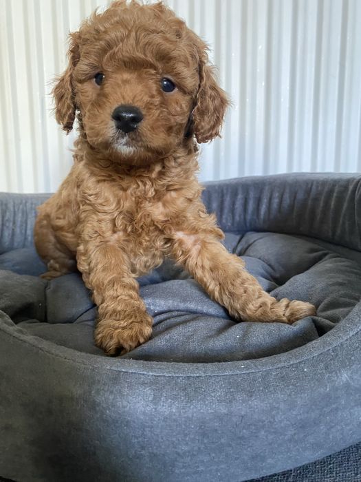 Cavapoo F1B Ari Cavapoo&Pudel miniaturowy