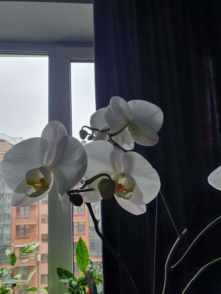 Фаленопсис орхідея королівська велика