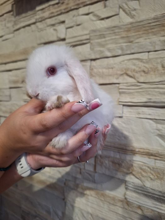Króliki miniaturki mini lop