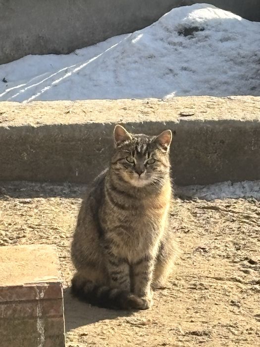 MŁODA KOTKA do oddania w dobre ręce - wysterylizowana!