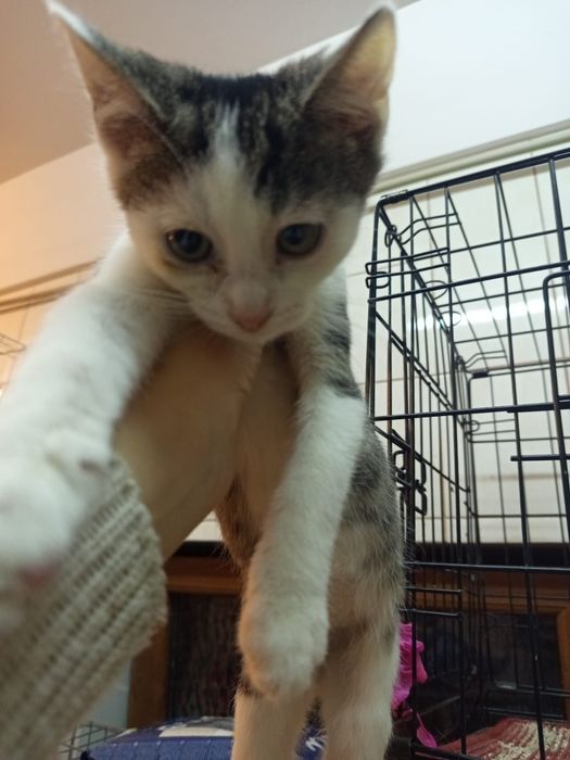 2 miesięczna kotka szuka domu niewychodzącego