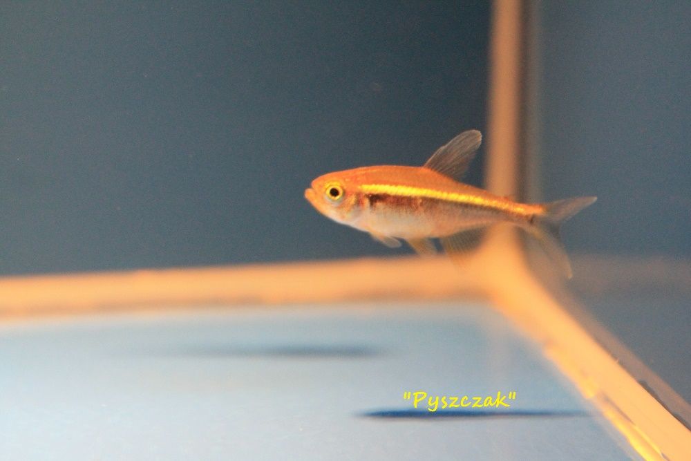 "P" Neon Czarny