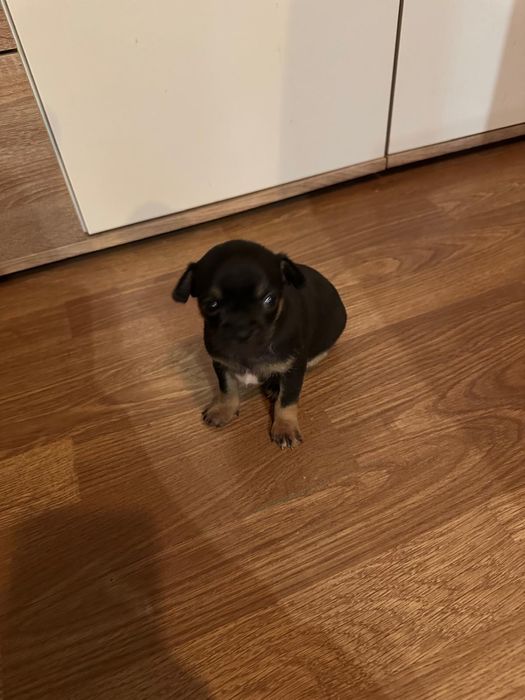 macho da raça Chihuahua, preço especial só está semana