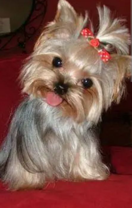 Выгул собак  мелких пород