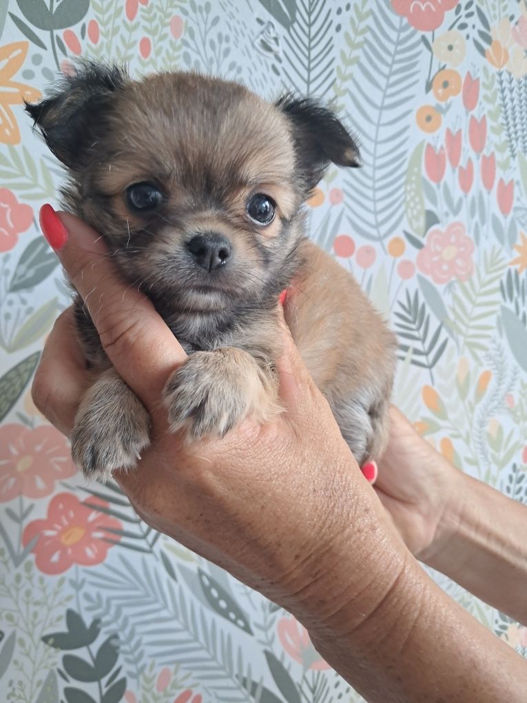 Szczemiak chihuahua