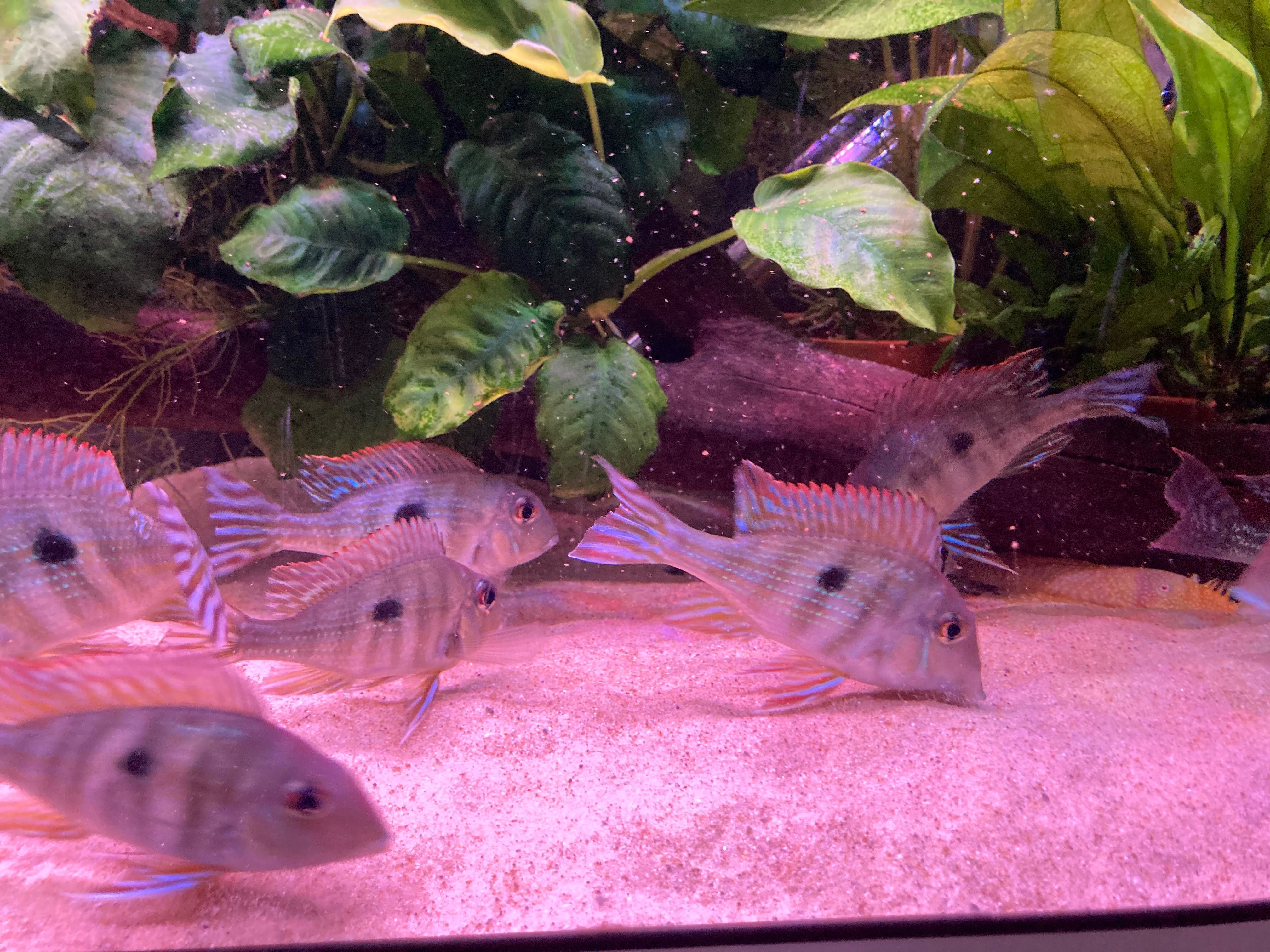 5 Geophagus red head tapajos