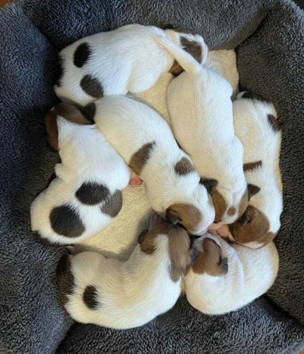 Jack Russell Terrier - szczenięta  - REZERWACJA