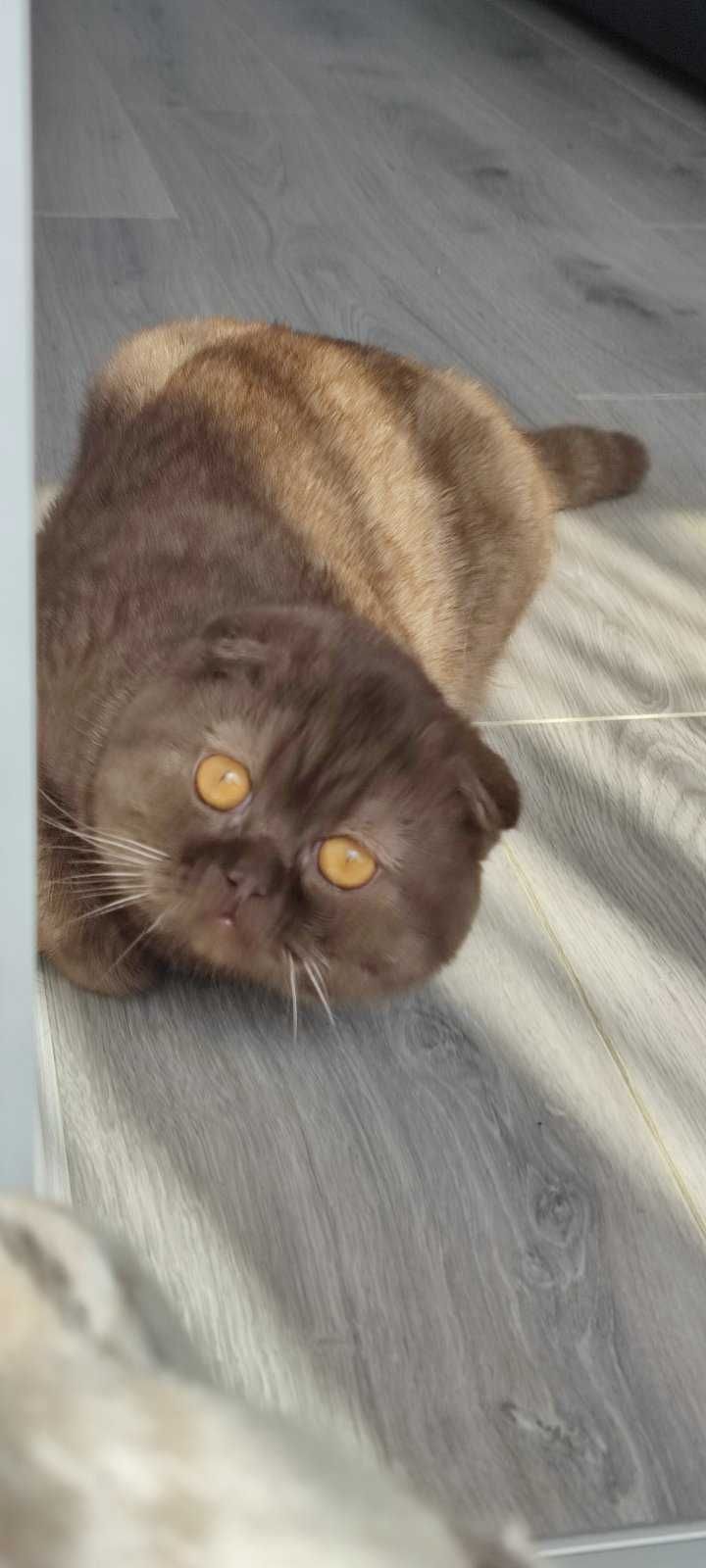 Шотландский котик