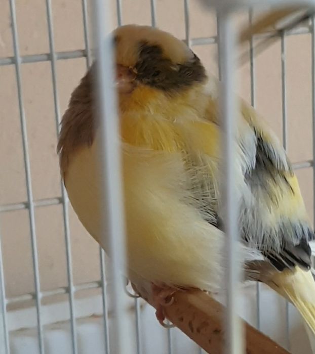 Fêmea Reprodutora Gloster 2024