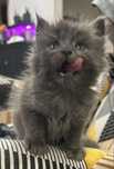 Koteczka maine coon