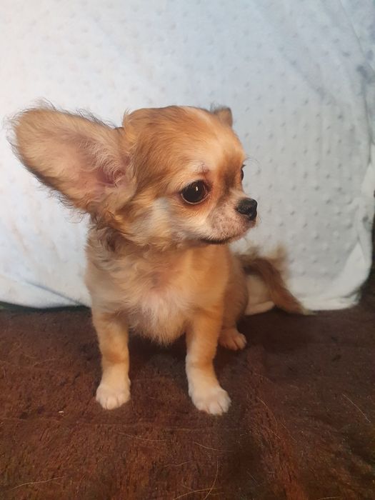 Мальчик чихуахуа длинношерстный