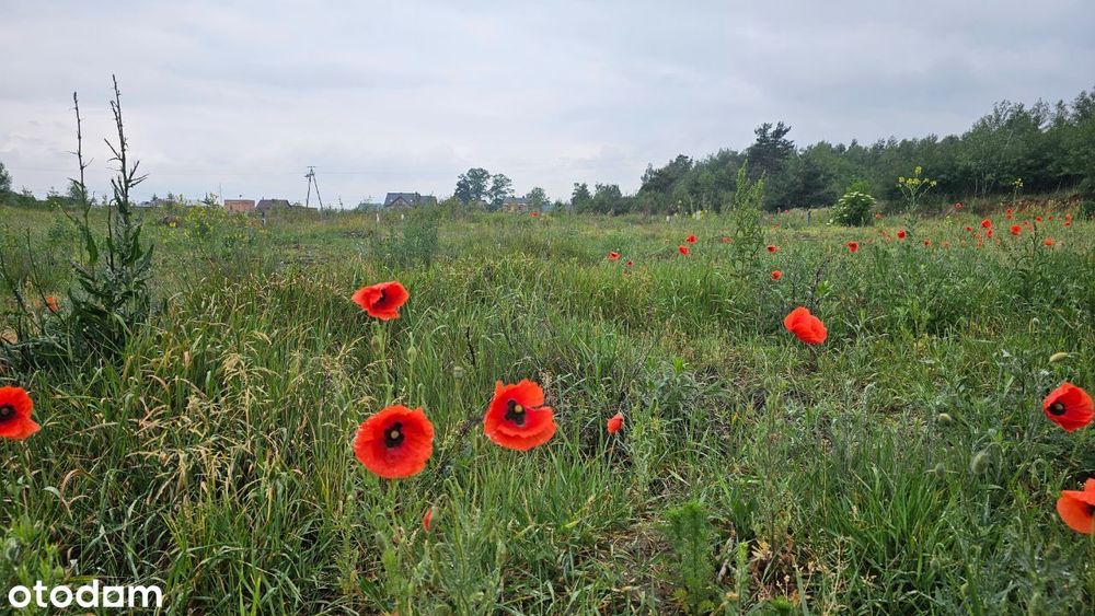 piękna działka koło Kalisza