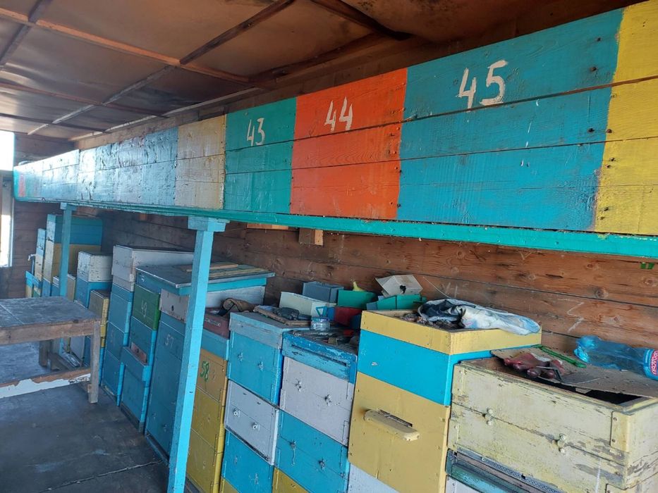 Продам пасіку кочеву