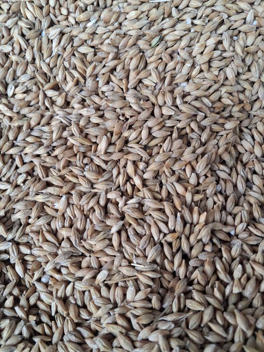 Jęczmień jary, pszenżyto