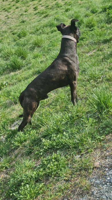 Dou Cão para adoção