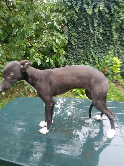 Chart Greyhound torowy suczka