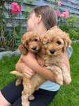 Cockapoo odbiór lipiec