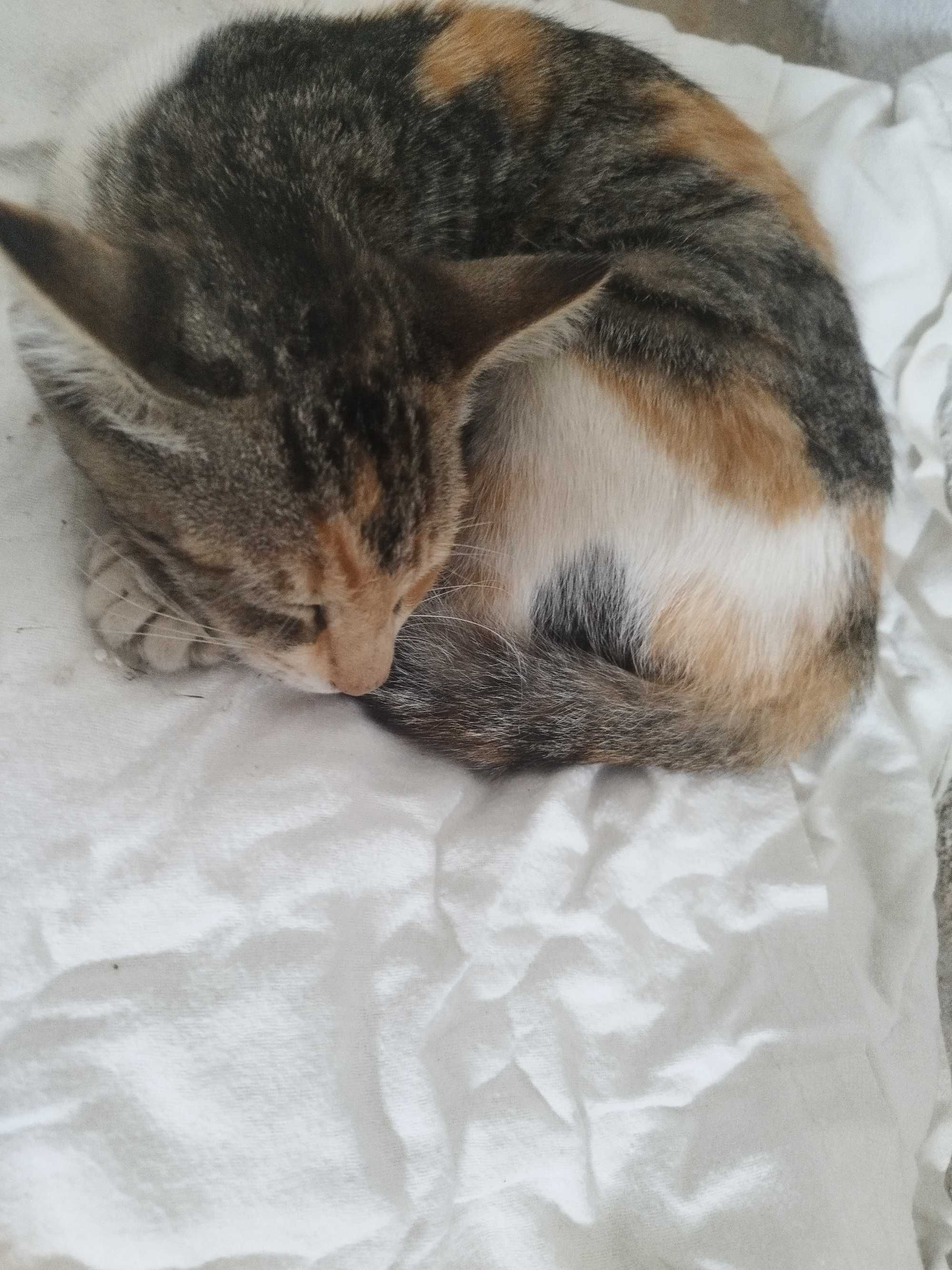 Gata bebé para adotar