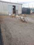 Cabras Anãs puras – Casal apenas 50€
