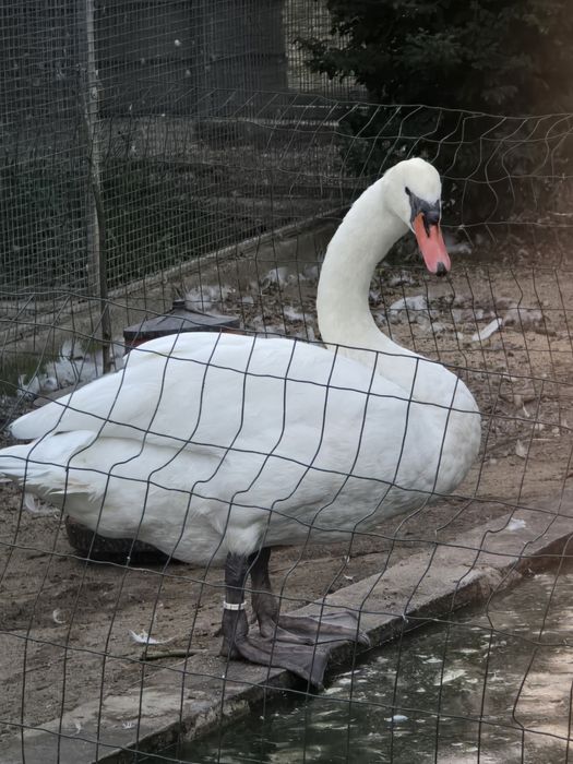 Fêmea de cisne branco