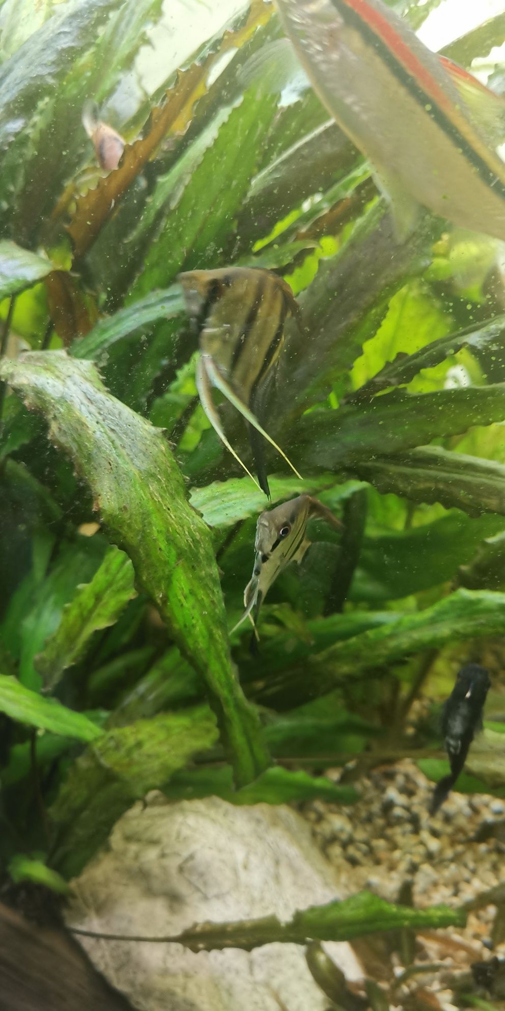 Skalar srebrny 5cm