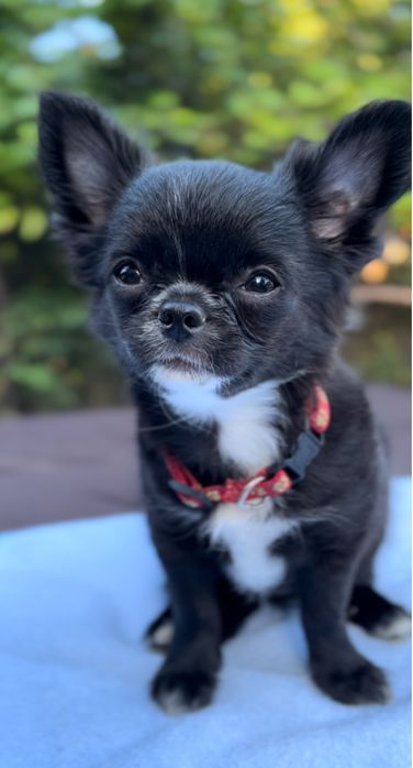 Chihuahua suczka ZKwP/FCI