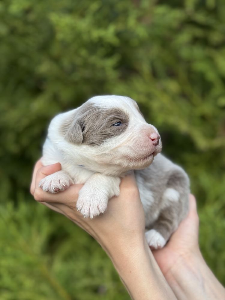 Border collie lilac