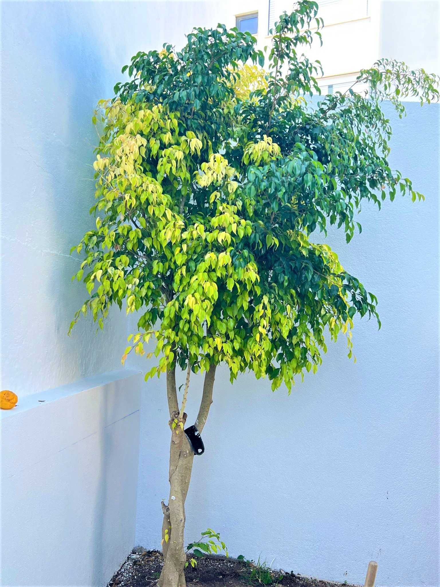 Arvore Ficus Benjamina Natural 3.20m sobre o solo