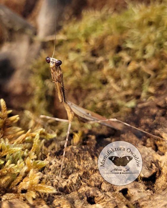 Pseudempusa pinnapavonis, modliszka pawia samiec sub/imago