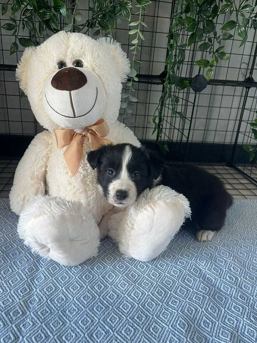 Border Collie - piesek