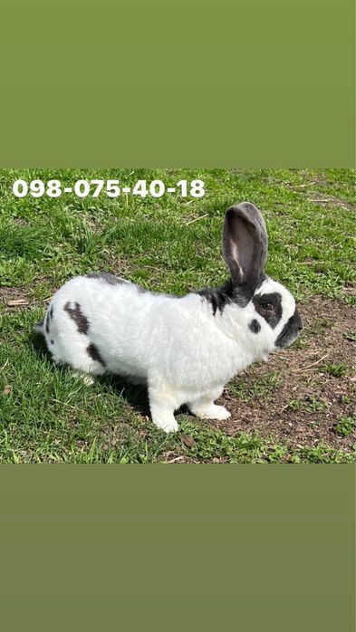 Кролі(німецький строкатий велетень/французький баран)