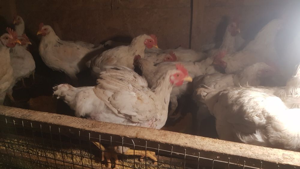 Пiвники  на  вiдгодiвлю