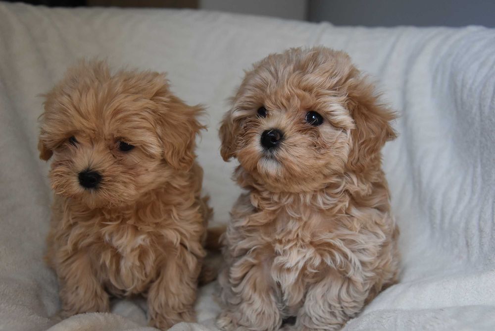maltipoo śliczny maluszek