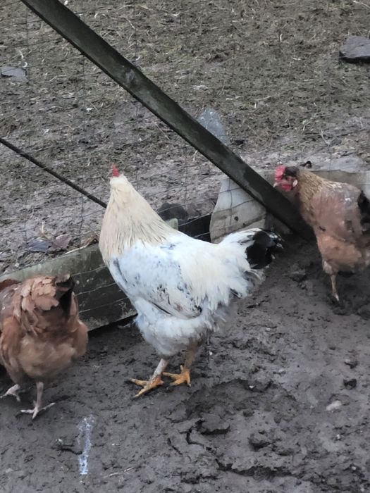 Tuszki królika  (naturalny chów )