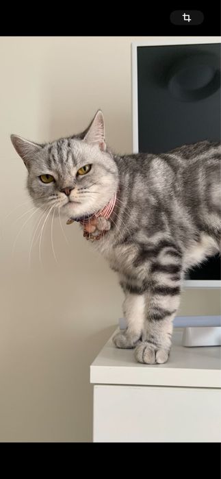 Пропала кішка Буча